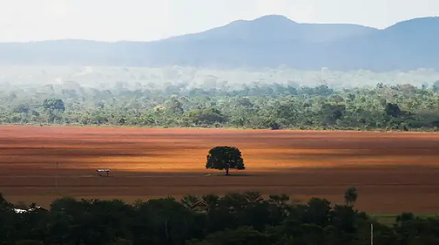 Desmatamento no Cerrado caiu 33% em 2024, mas ainda é elevado