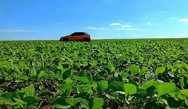 Safra de soja avança com 90% das lavouras em boas condições em MS