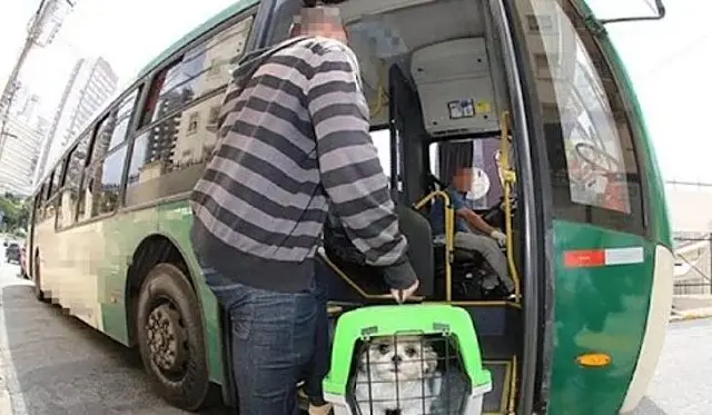 Confira regras para quem quer levar o animal em viagens de ônibus