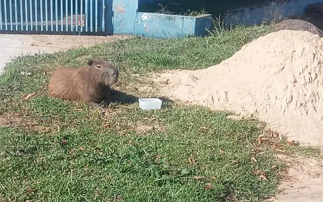 Polícia resgata capivara ferida na região do bairro Alto, em Aquidauana