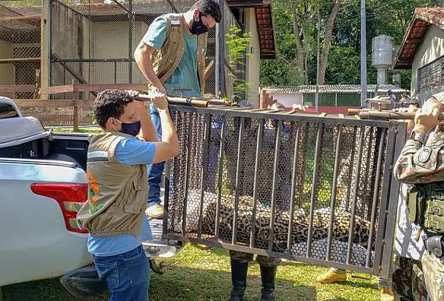 Animais resgatados durante as queimadas serão devolvidos ao Pantanal