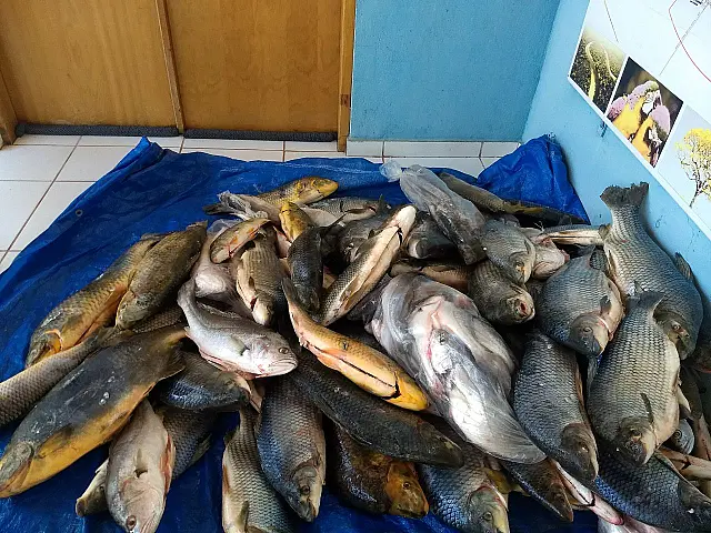 PMA prende três pessoas e apreende 220 kg de peixes comercializados ilegalmente