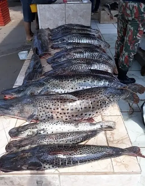 PMA prende dois pescadores com mais de 100 quilos de peixe em Aquidauana