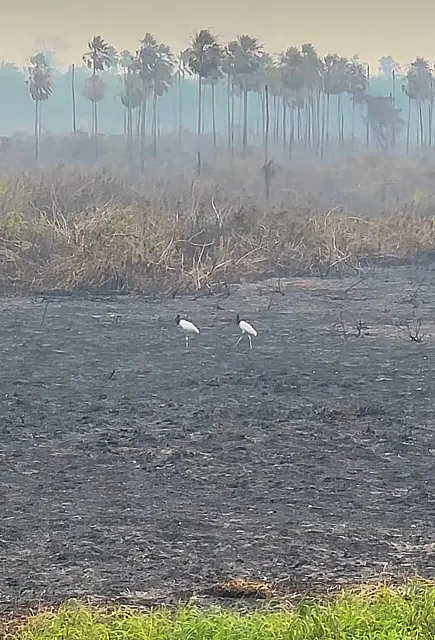 Prevenção a incêndios no Pantanal precisa durar o ano todo