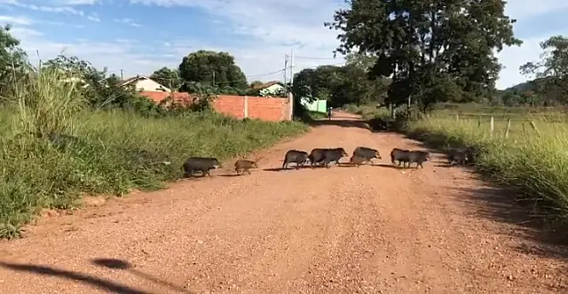 Manada de queixada é vista passeando em ruas de Bodoquena
