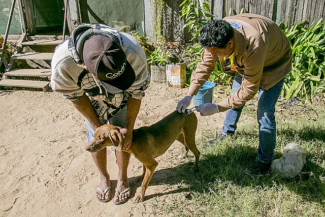 Em 12 de agosto, acontece o dia "D" de Combate à Leishmaniose em Corumbá