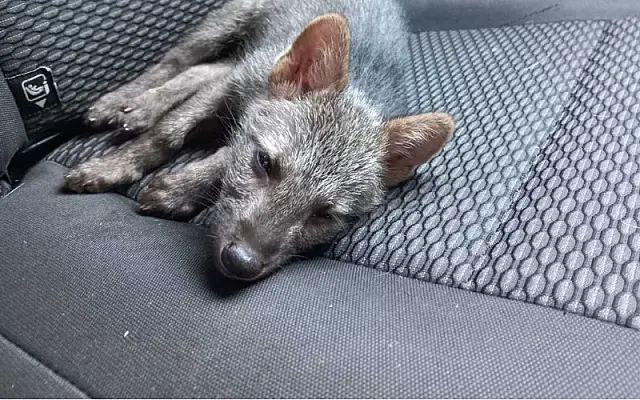 PMA captura animais silvestres no perímetro urbano de Bela Vista