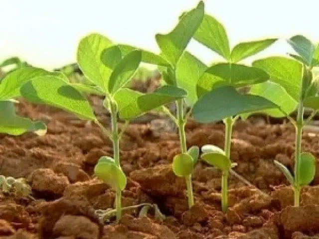 Plantio da soja atrasa em mais de 30% e preocupa lideranças rurais
