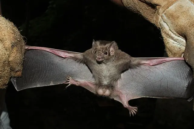 Iagro emite alerta para morcegos-vampiros que já mataram mais de 100 bois