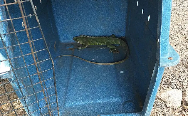 PMA captura iguana verde dentro de hospital em Coxim