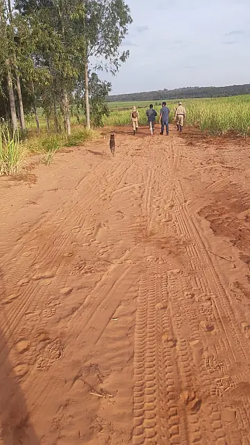 Em força tarefa, idoso desaparecido é encontrado morto em canavial