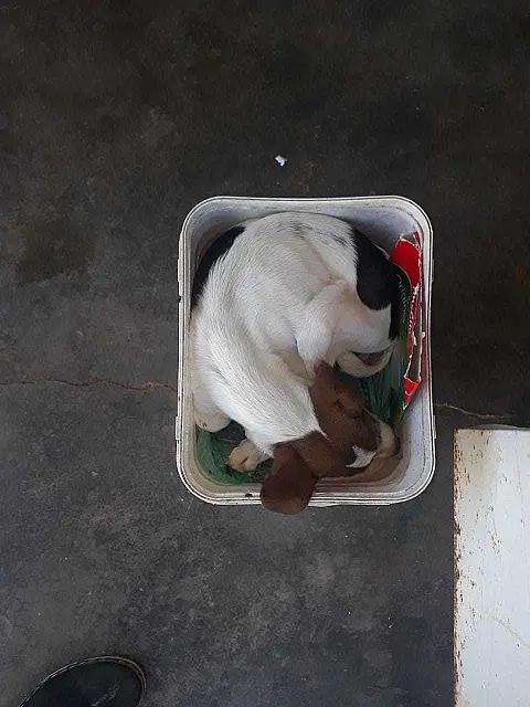 Denunciado por maus-tratos, homem entrega cachorro para cuidados