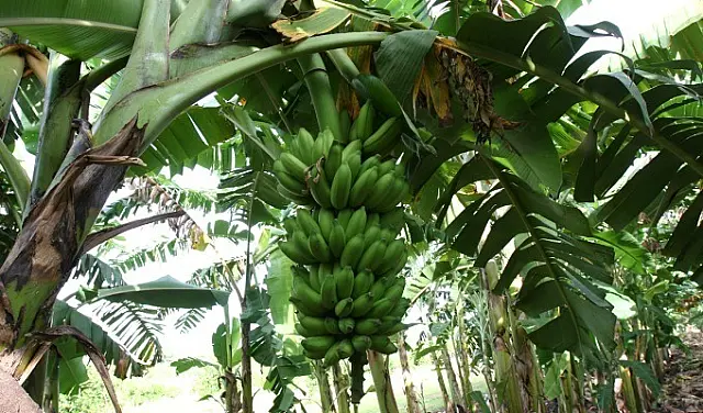 Hortifruticultura na região de Aquidauana oferece opção de trabalho e renda