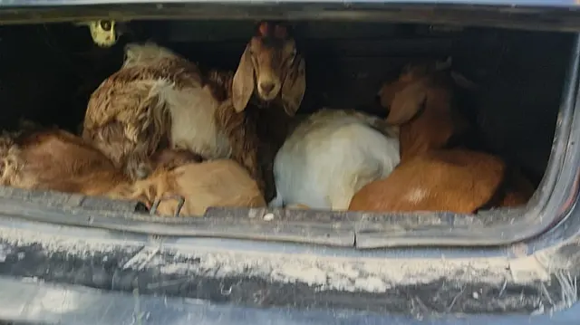 Bandido furta cabritos e Polícia encontra animais em porta-malas de carro
