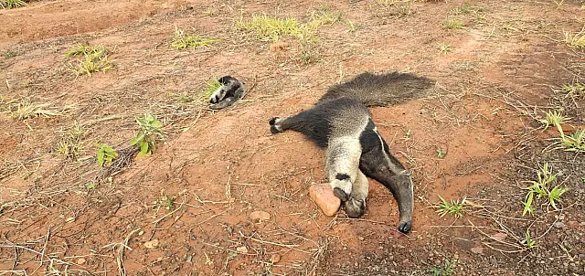 Tamanduás-bandeira são encontrados mortos à beira da estrada