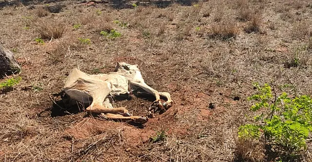 Bovinos morrem de fome e veterinária é autuada em R$12 mil