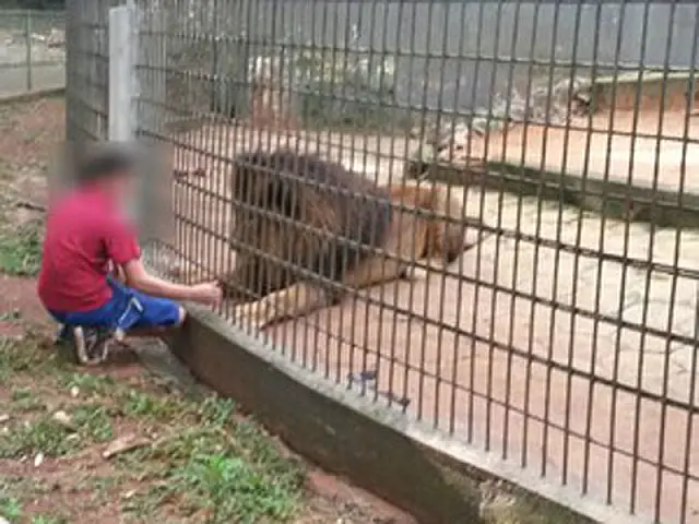 'Pai não tirou menino da cerca de tigre porque achava graça', diz jovem
