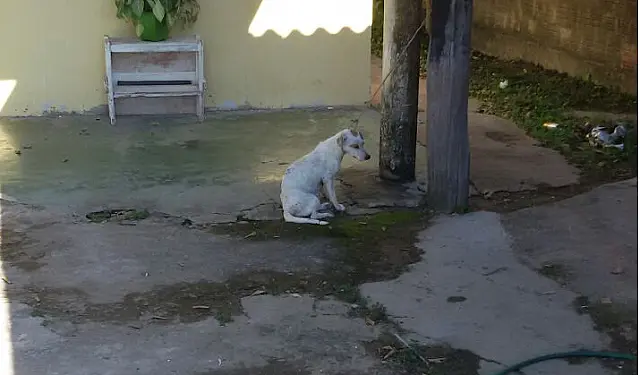 PMA autua mulher por maus-tratos a cadela com filhotes
