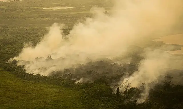 'Queima controlada' para pasto ou cultivos no Pantanal será tratada como crime