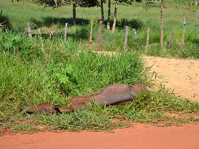 Cavalo morto chama atenção de moradores do Bairro Serraria