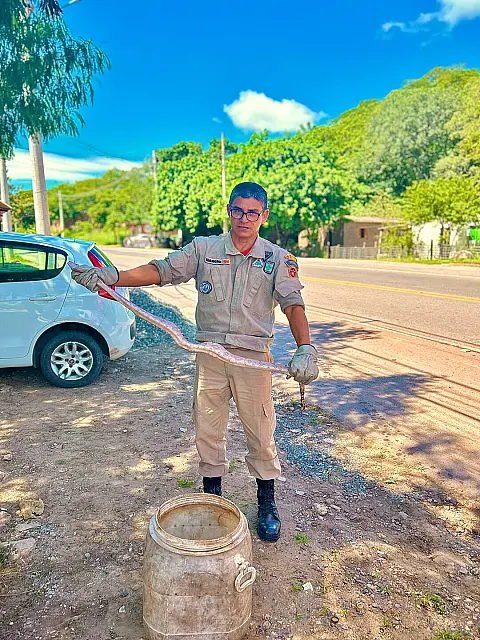 Bombeiros capturam jiboia no anel viário em Corumbá