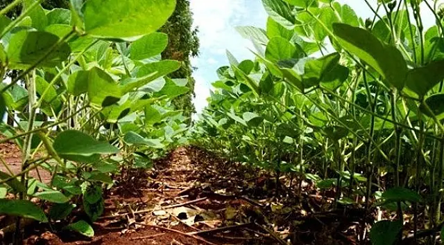 Plano estadual para Difusão do Manejo Integrado de Pragas será lançado dia 11 de setembro