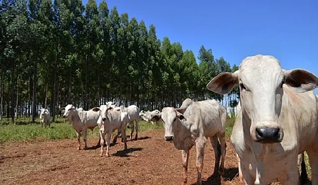 MS lidera expansão de área com baixo carbono, mostra levantamento do Mapa