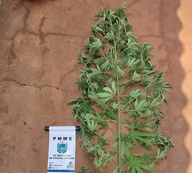PM prende suspeita de tráfico de drogas e apreende pé de maconha