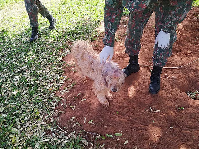PMA autua 42 infratores por maus-tratos a animais e aplica R$ 357,5 mil em multas