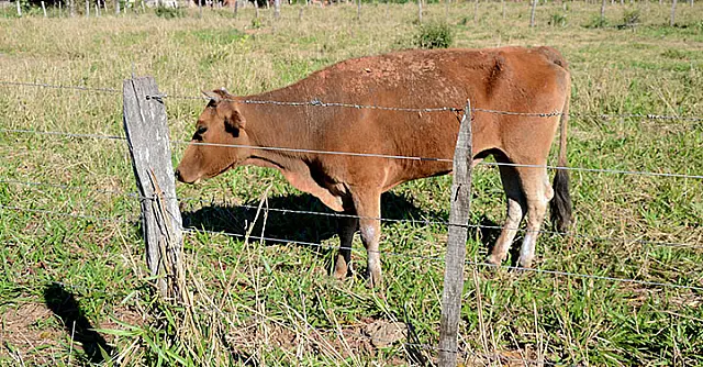 Vaca milagrosamente se recupera e profissionais decidem não sacrificar o animal