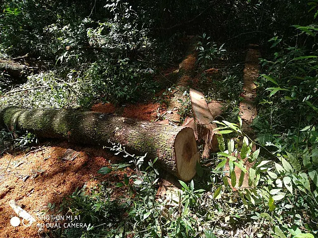 Proprietário rural é multado em R$ 5 mil por exploração de madeira