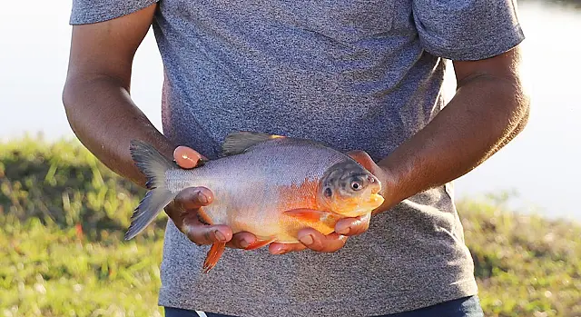 Senar projeta um aumento de 143% na venda de pescado para a Semana Santa