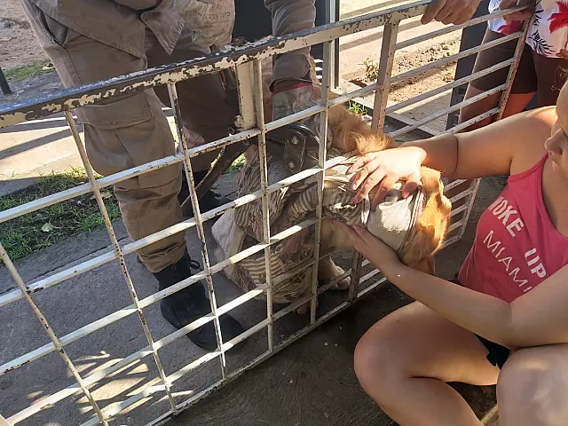 Após ficar preso em grade, cachorro consegue ser resgatado em residência