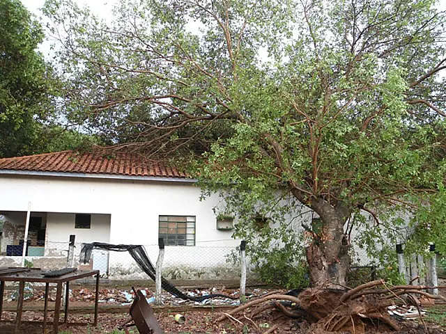 Chuva e vento forte derrubam árvore em Aquidauana
