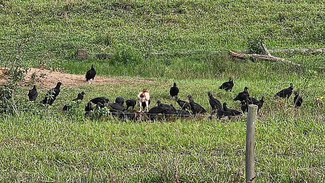 Raro Urubu-Rei é flagrado na Estrada Parque de Piraputanga em Aquidauana