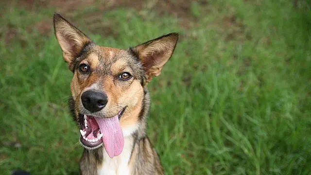 Canal de TV vai exibir especial para acalmar pets com medo fogos no réveillon