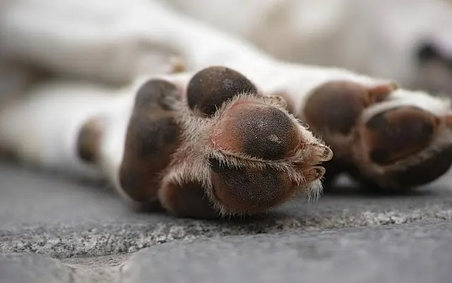 Homem é levado para delegacia após castrar cachorro com estilete