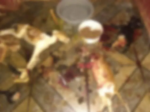 Cena de filme de terror: Cães são mutilados e assassinados a facada em MS