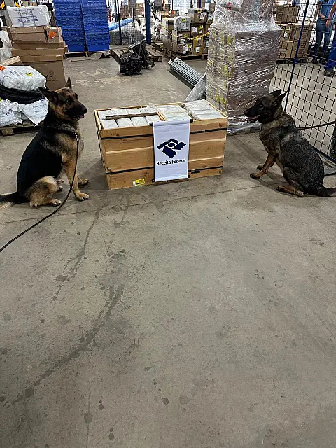 Cães farejadores descobrem cocaína avaliada em R$ 2 milhões