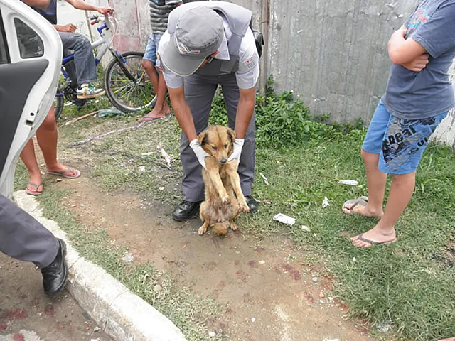 Cão é amarrado pelo pescoço e arrastado por carro em Guarulhos
