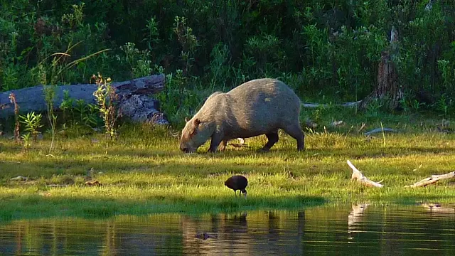 Decreto amplia proteção e permite só Pesque e Solte no Parque Rio Negro