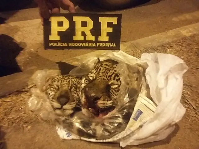 PRF prende homem com duas cabeças de onça em mochila