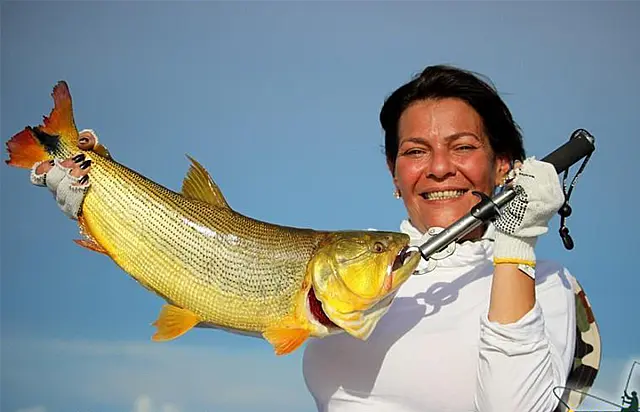 Operadores de pesca esportiva do Pantanal propõem transporte zero de pescado ao PPA