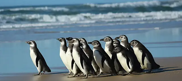 Petrobras reabilitou 1,1 mil animais encontrados nas praias em 2023
