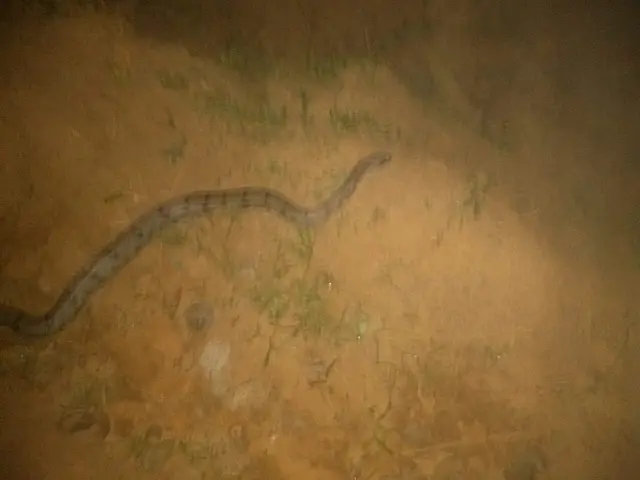 Jiboia de quase 2 metros é encontrada em varanda em Anastácio