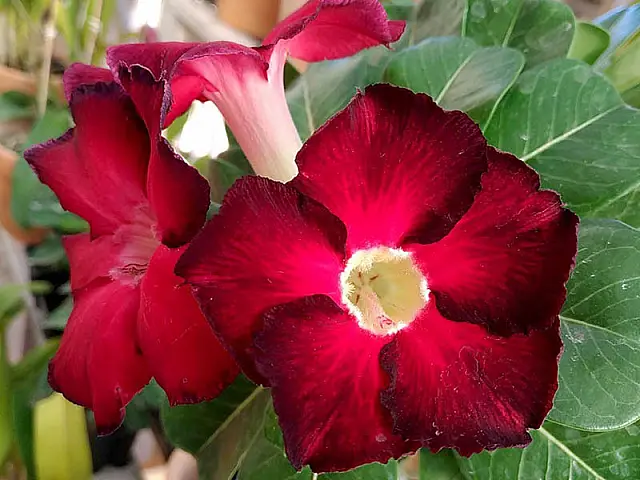 3° festival de orquídeas e rosas do deserto faz promoções em Aquidauana