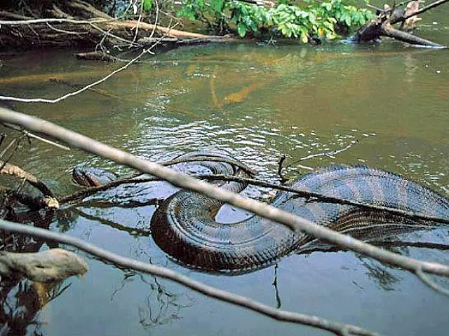 Caçador flagra sucuri gigante em rio na fronteira do Acre com a Bolívia