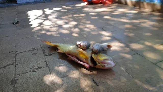 PMA autua homem por pesca ilegal no rio Miranda, região de Jardim