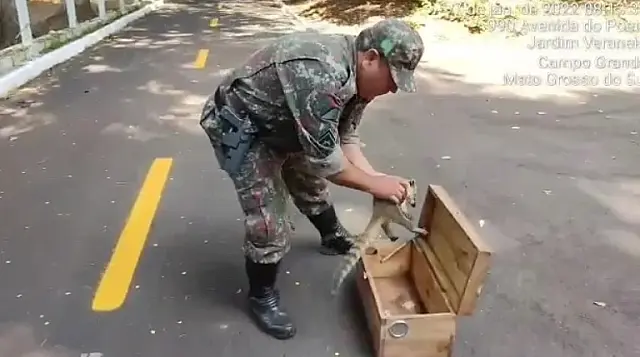 PMA resgata quati atropelado