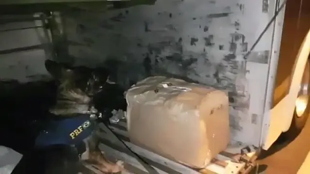 Cães farejam 40 kg de maconha e ‘skank’ em ônibus de viagem